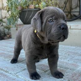 Grey female solid chest no markings yellow collar - Gray female Cane Corso puppy in Cherry Valley, California from Liberty Corsos