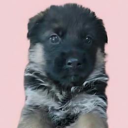 Girl 4 - Black and red female German Shepherd puppy in Rockfield, Kentucky from Cheveyo German Shepherds