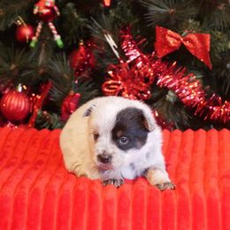 Prancer - Blue mottled female Australian Cattle Dog puppy in Buffalo Valley, Tennessee from Buffalo Valley Breeders