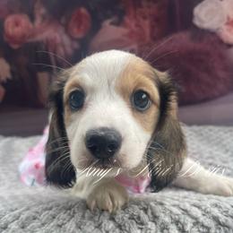 Storm AKC - Piebald female Dachshund puppy in Jena, Louisiana from Amy’s Mini Doxies