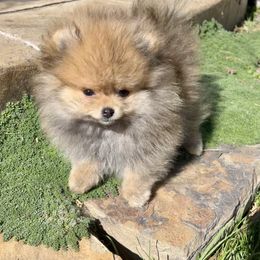 Pomeranian Puppies from PomTree tribe