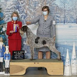 Bronco - German Wirehaired Pointer