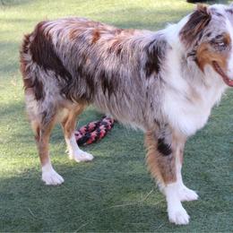 Ryder - Australian Shepherd