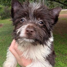 Cherry - Parti female Yorkshire Terrier puppy in Gaylesville, Alabama from Sweet Alabama Yorkies