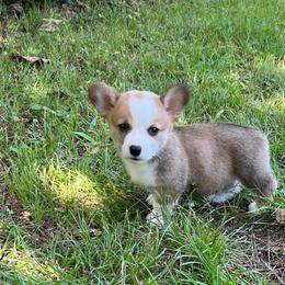 Ripley - Red male Pembroke Welsh Corgi puppy in Hope, Arkansas from Foxy Knoll Farm
