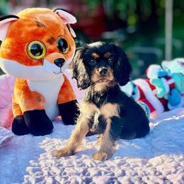 Tommy Boy - Black and tan male Cavalier King Charles Spaniel puppy in Beaverton, Oregon from Feray Valoir cavaliers