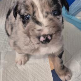 Isaac - Blue merle male Australian Shepherd puppy in Harrodsburg, Kentucky from Triple M Aussies
