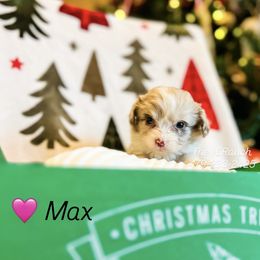 Max - Red merle female Aussiedoodle puppy in Sulphur Bluff, Texas from V6 Ranch Dogs