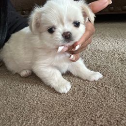 Oliver - Cream and white male Chihuahua puppy in Millville, New Jersey from M’s Chihuahuas