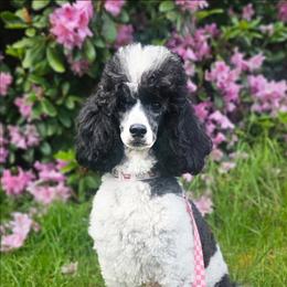 Aria - Poodle