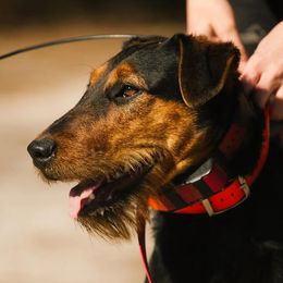 Heideterrier puppies from German Heideterriers USA
