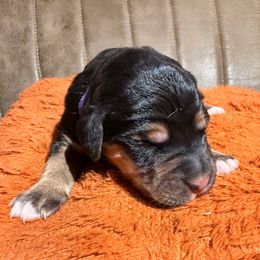 Purple - female Golden Mountain Doodle puppy in Redding, California from O’Hara  Doodles