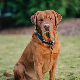 Labrador Retrievers from State of Grace Southern Red Labs