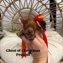 Ghost of Christmas Present - Red male Cavapoo puppy in Herriman, Utah from Gypsi Doodles & Poodles LLC.