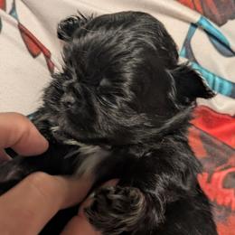 Black girl with socks - Black female Shih Tzu puppy in Surry, Maine from McKayla Hairston