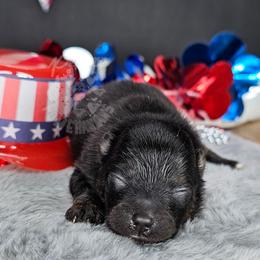 Pepper's Hairspray Queen - Black and tan female Pomeranian puppy in Plant City, Florida from Pepper's Pomeranians