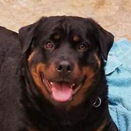 Blossom - Rottweiler