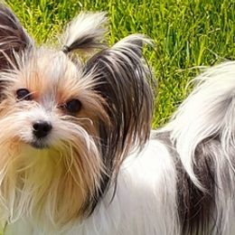 Biewer Terriers from Two Hearts Biewer's