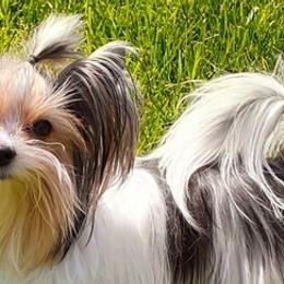Biewer Terriers from Two Hearts Biewer's