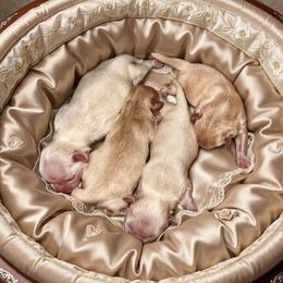 Shih Tzu puppies from Starfire Shih Tzu