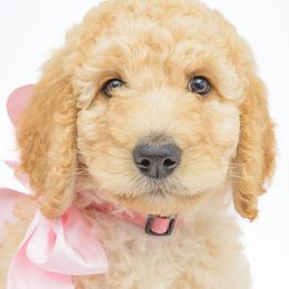Poodle Puppies from DoodleHaven