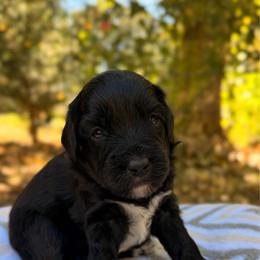 Lurch - Black and white male Aussiedoodle puppy in Mulino, Oregon from Korbella Farm