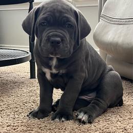 Boy 1 - Gray male Cane Corso puppy in Mansfield, Texas from Majestic Pride Cane Corso LLC