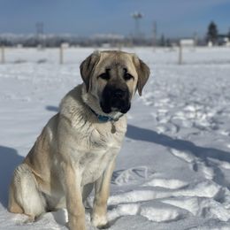 Anatolian Shepherd Dog Puppies from Wild Rooster Family Farm