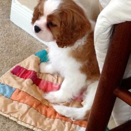 Cavalier King Charles Spaniel Puppies from Seaborne Cavalier King Charles Spaniels