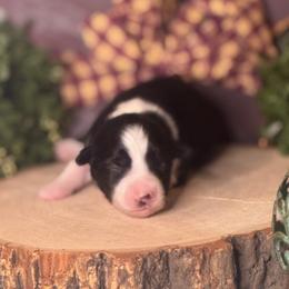 Yesterday - Black & white female Miniature Australian Shepherd puppy in California from Eagle River Aussies