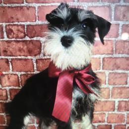 Ivy - Miniature Schnauzer
