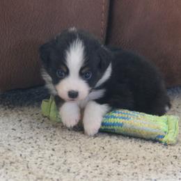 Alison - Black tri female Miniature American Shepherd puppy in Tiskilwa, Illinois from First Harmony Farms