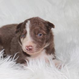 Utah - Red merle male Border Collie puppy in Cedartown, Georgia from Ferguson Border Collies