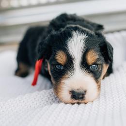 Mars - Black tri male Miniature Australian Shepherd puppy in Enoch, Utah from Twisted H Aussies