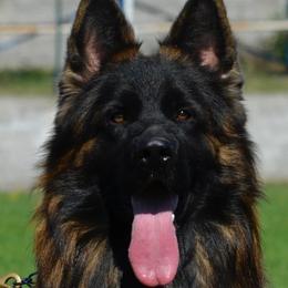 Iron - German Shepherd