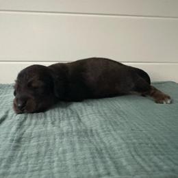 Robins egg - Red male Dachshund puppy in Wolf Lake, Indiana from Canisteo Dachshunds