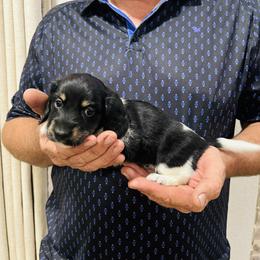 Caroline - Piebald female Dachshund puppy in Altus, Oklahoma from Johnson Prairie Pups
