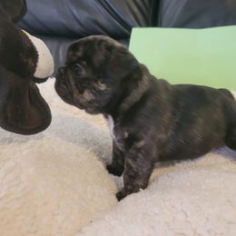French Bulldog Puppies from Bonjour Bullies
