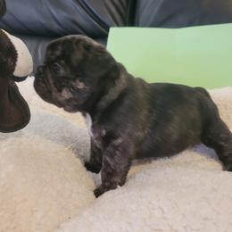 French Bulldog Puppies from Bonjour Bullies