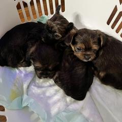 Shorkie Puppies from Wilson Kennel