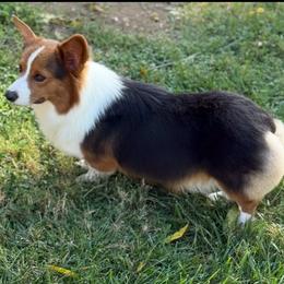 Chug - Pembroke Welsh Corgi