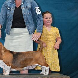Basset Hounds and Labrador Retrievers from Prince Labradors
