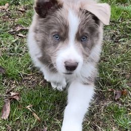 Border Collie Puppies from Collie Wood Hills