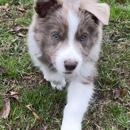Border Collie Puppies from Collie Wood Hills
