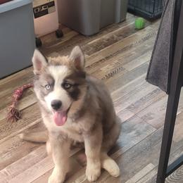 Siberian Husky Puppies from Starry Sky Siberians