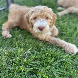 Haven - Apricot female Goldendoodle puppy in Waterford, California from Alvdoodles