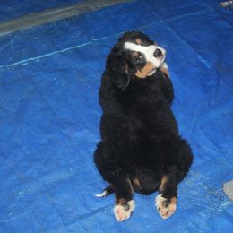 Bernese Mountain Dog Puppies from Baby Bear Bernese Kennel