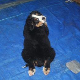 Bernese Mountain Dog Puppies from Baby Bear Bernese Kennel