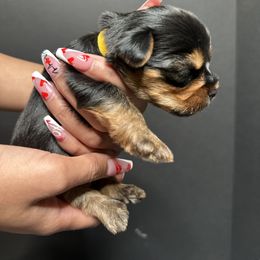Yorkshire Terrier Puppies from A yorkie palace