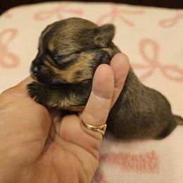 Spot - Gold female Yorkshire Terrier puppy in Jamestown, Tennessee from Royal  Furbabies
